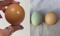 Đi siêu thị tình cờ mua được quả trứng tròn xoe hoàn hảo, bán lại được cả chục triệu
