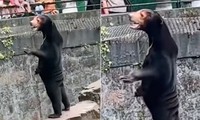 Chú gấu trong sở thú ở Trung Quốc bị dân mạng nghi là do người đóng giả 