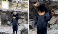 Hàng chục ngàn người đổ đến sở thú xem chú gấu bị nghi là do người đóng giả
