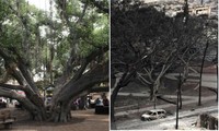 Cảnh tượng “như thời chiến” sau cháy rừng ở Maui, cây đa 150 tuổi đứng vững kỳ diệu