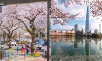 Lãng mạn với lễ hội hoa anh đào Hàn Quốc: Dạo bước ngắm mưa hoa rực rỡ!