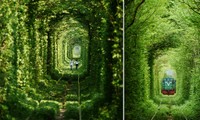 Tunnel of Love (Ukraine): Đường hầm tình yêu thơ mộng nhất châu Âu, đẹp như cổ tích