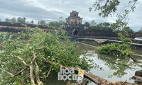 Thừa Thiên - Huế: Trạm xe buýt bị hư hại, cây xà cừ trăm tuổi bật gốc vì bão số 13