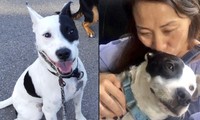 Một người bị bệnh sợ chó đã nhận nuôi một chú chó bị bệnh sợ con người