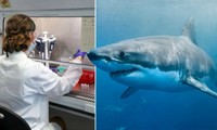 Nửa triệu con cá mập có thể bị tàn sát chỉ để sản xuất vắc-xin COVID-19 cho con người