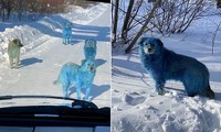 Những chú chó hoang với bộ lông màu xanh da trời khiến ai cũng sốc: Chuyện gì đang xảy ra vậy?