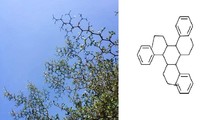 “Dân chơi” hệ Hóa học: Chỉ nhìn cái cây thôi mà cũng ra... mạch Cacbon