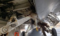 Chim mắc kẹt vào bộ phận hạ cánh của máy bay F-16.