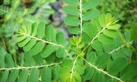 Cây chó đẻ là vị thuốc chữa bệnh gan nhưng uống sai cách lại phá hủy gan