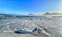 Cảnh tượng hiếm thấy, xác mực khổng lồ hơn 3m trôi dạt trên bãi biển Nam Phi