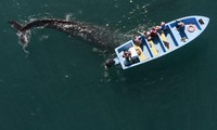 Thót tim nhìn cá voi nhảy lên khỏi mặt nước và đè bẹp du thuyền chở khách
