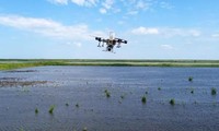 Nông dân Nga dùng máy bay không người lái để trồng lúa