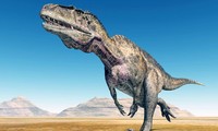 Dấu vết của khủng long cổ đại cao gần 20m từ 113 triệu năm trước lộ ra dưới lòng hồ Texas