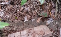Lâm tặc rải đinh, đặt bẫy, gian nan 'cuộc chiến' bảo vệ rừng ở Đắk Nông