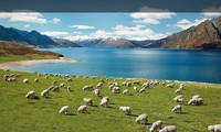 Bài dự thi “New Zealand - Bật mí trăm điều thú vị”: New Zealand và niềm mơ của bố