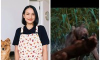 Tại sao YouTuber Giang Ơi lại bất ngờ lên tiếng chỉ trích gay gắt phim “Cậu Vàng“?