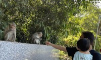 Hình ảnh hàng trăm con khỉ chọn cửa chùa làm nơi nương náu 