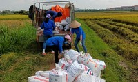 Thanh niên tình nguyện tỉnh Bắc Giang đội nắng chở thóc về cho người dân bị cách ly