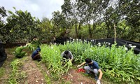 Lực lượng công an thu giữ cây thuốc phiện tại nhà đối tượng Tăng