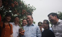 Thủ tướng Nguyễn Xuân Phúc thăm và động viên người trồng vải thiều ở huyện Lục Ngạn (Bắc Giang)