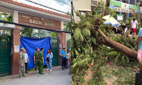 TP.HCM: Cây phượng trong sân trường bật gốc khiến 1 học sinh tử vong, 7 học sinh bị thương