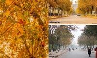Con đường lá phong đỏ được mệnh danh “Seoul giữa lòng Hà Nội“: Ảnh thực tế khác xa!
