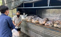 Nhân viên vệ sinh thu gom cá để đưa đi tiêu hủy.