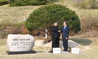 Ẩn ý sâu xa đằng sau lễ trồng cây thông của lãnh đạo Hàn - Triều