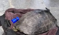 Cá thể rùa Hồ Gươm bị người đàn ông câu trộm.