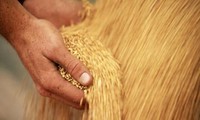 Nga cảnh báo có thể từ bỏ thỏa thuận xuất khẩu ngũ cốc 