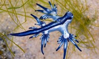 Sên biển “rồng xanh” (tên khoa học: Glaucus atlanticus) dạt vào bờ biển trên đảo Mustang, bang Texas, Mỹ. Nguồn: CNN.