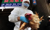 Trung Quốc từng đối mặt nhiều đợt dịch cúm gia cầm ở người. Ảnh: Getty Images.