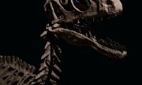 Hóa thạch khủng long “móng vuốt khủng khiếp” Deinonychus antirrhopus được bán với giá 12,4 triệu USD. Ảnh: Christie’s.