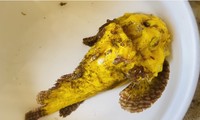 Tận thấy cá mặt quỷ ‘đột biến’ ở đảo Lý Sơn