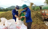 Tuổi trẻ Bình Định ra đồng gặt lúa giúp người dân vùng giãn cách.