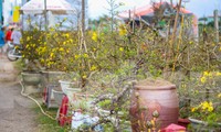 Vắng khách, các chủ vườn ở &apos;thủ phủ&apos; mai vàng miền Trung rao cây trên mạng xã hội