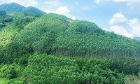 Bình Định xin tạm dừng chuyển đất rừng làm dự án gang thép 56.000 tỷ đồng