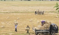 Ngắm đồng lúa chín vàng, &apos;thẳng cánh cò bay&apos; vào mùa gặt