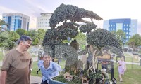 Chiêm ngưỡng những cây bonsai độc đáo