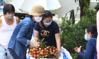 Chỉ trong 2 ngày, thông qua chương trình hỗ trợ tiêu thụ vải thiều Bắc Giang của Hội Doanh nhân trẻ TP Đà Nẵng, người dân đã mua hết hơn 32 tấn vải góp phần giúp nông dân trồng vải giải quyết khó khăn về đầu ra