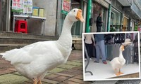 Happy Goose - chú ngỗng trợ lý làm việc mẫn cán khiến dân mạng thích thú