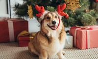 “Con sen” chuẩn bị tất Noel siêu xinh, để “boss cưng” cũng là một phần của Giáng Sinh