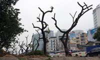 Chặt hạ hàng sưa đỏ quý để làm cầu vượt khiến người dân tiếc nuối
