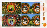 Rực rỡ sắc cam tại vườn quýt độc lạ ở Jeju (Hàn Quốc): Giơ máy là có ảnh xinh mang về!