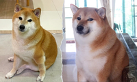 Netizen thương nhớ người bạn bốn chân được &quot;chế&quot; meme nhiều nhất mạng xã hội