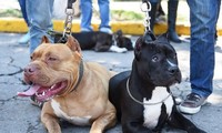 Vụ chó Pitbull cắn chết người ở Long An: Tranh cãi gay gắt việc có nên cấm nuôi chó dữ