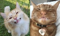 Mèo nổi tiếng với những chiếc răng vẩu