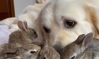 Chú chó làm bố một đàn thỏ con