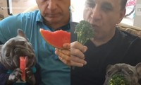 Chó ăn dưa hấu bằng hai chân