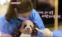 BLACKPINK mất điểm trầm trọng trong mắt fan Trung Quốc vì một chú gấu trúc dễ thương